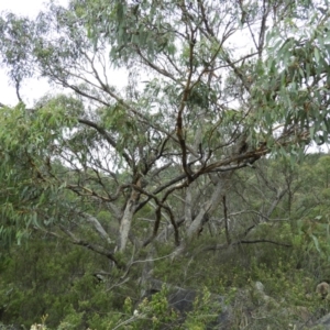 Eucalyptus nortonii at Namadgi National Park - 2 Feb 2019 10:53 AM