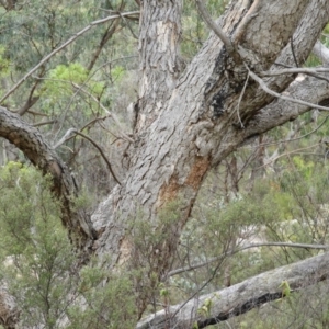 Eucalyptus nortonii at Namadgi National Park - 2 Feb 2019 10:53 AM