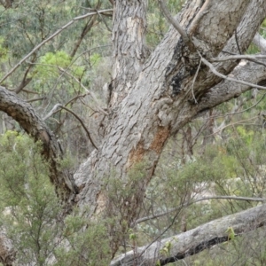 Eucalyptus nortonii at Namadgi National Park - 2 Feb 2019