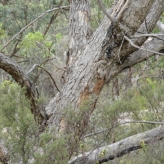 Eucalyptus nortonii at Tennent, ACT - 2 Feb 2019