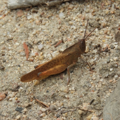 Goniaea carinata (Black kneed gumleaf grasshopper) at Namadgi National Park - 2 Feb 2019 by MatthewFrawley