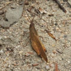 Goniaea carinata at Tennent, ACT - 2 Feb 2019 11:28 AM