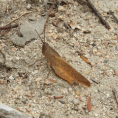 Goniaea carinata at Tennent, ACT - 2 Feb 2019