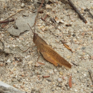 Goniaea carinata at Tennent, ACT - 2 Feb 2019