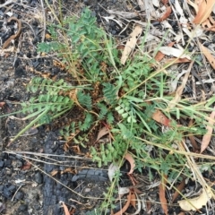 Acaena echinata (Sheeps Burr) at Attunga Point - 31 Jan 2019 by ruthkerruish