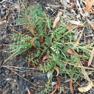 Acaena echinata at Yarralumla, ACT - 1 Feb 2019 10:00 AM