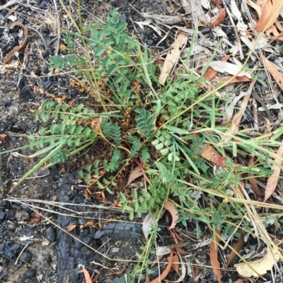 Acaena echinata (Sheeps Burr) at Yarralumla, ACT - 1 Feb 2019 by ruthkerruish