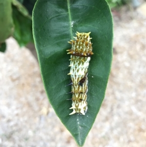 Papilio aegeus at Tathra, NSW - 16 Jan 2019 06:06 PM