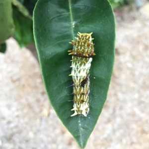 Papilio aegeus at Tathra, NSW - 16 Jan 2019