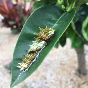 Papilio aegeus at Tathra, NSW - 16 Jan 2019