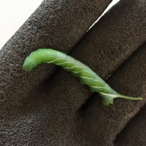 Psilogramma casuarinae at Tathra, NSW - 2 Feb 2019