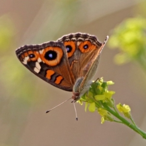 Junonia villida at Fyshwick, ACT - 2 Feb 2019