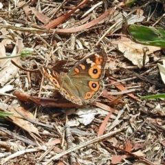 Junonia villida at Fyshwick, ACT - 2 Feb 2019