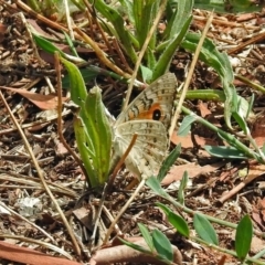 Junonia villida at Fyshwick, ACT - 2 Feb 2019