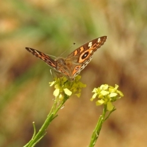 Junonia villida at Fyshwick, ACT - 2 Feb 2019