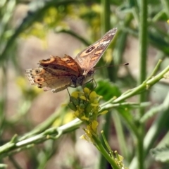 Junonia villida at Fyshwick, ACT - 2 Feb 2019