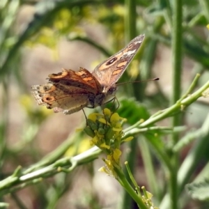 Junonia villida at Fyshwick, ACT - 2 Feb 2019