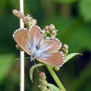 Theclinesthes serpentata at Fyshwick, ACT - 2 Feb 2019 04:04 PM