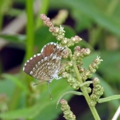 Theclinesthes serpentata at Fyshwick, ACT - 2 Feb 2019