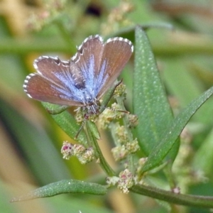 Theclinesthes serpentata at Fyshwick, ACT - 2 Feb 2019