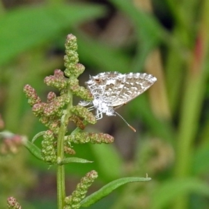 Theclinesthes serpentata at Fyshwick, ACT - 2 Feb 2019 04:04 PM