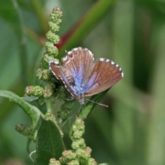 Theclinesthes serpentata at Fyshwick, ACT - 2 Feb 2019 04:04 PM