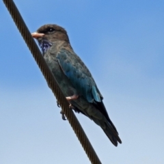 Eurystomus orientalis (Dollarbird) at Fyshwick, ACT - 2 Feb 2019 by RodDeb