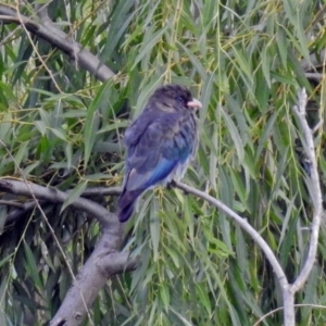 Eurystomus orientalis at Fyshwick, ACT - 2 Feb 2019