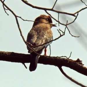 Eurystomus orientalis at Fyshwick, ACT - 2 Feb 2019