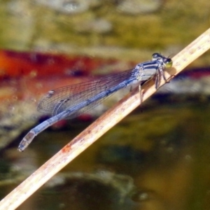 Ischnura heterosticta at Fyshwick, ACT - 2 Feb 2019 04:19 PM