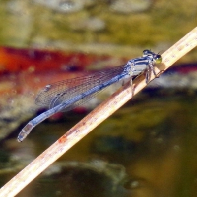 Ischnura heterosticta (Common Bluetail Damselfly) at Jerrabomberra Wetlands - 2 Feb 2019 by RodDeb