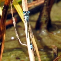 Ischnura heterosticta at Fyshwick, ACT - 2 Feb 2019 04:19 PM