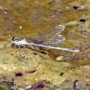 Ischnura heterosticta at Fyshwick, ACT - 2 Feb 2019 04:19 PM