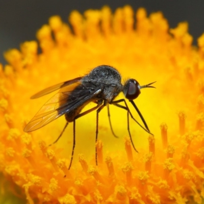 Geron nigralis (Slender bee fly) at ANBG - 2 Feb 2019 by Tim L