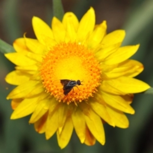 Geron nigralis at Acton, ACT - 2 Feb 2019