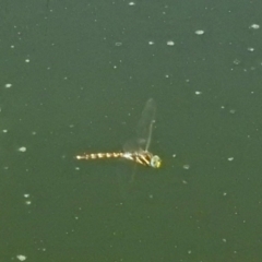 Adversaeschna brevistyla (Blue-spotted Hawker) at Fyshwick, ACT - 2 Feb 2019 by RodDeb