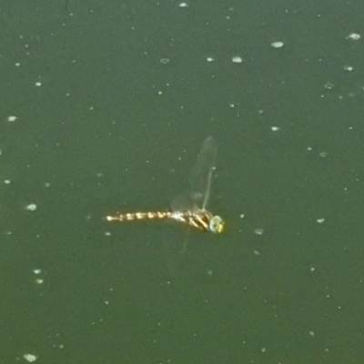 Adversaeschna brevistyla (Blue-spotted Hawker) at Fyshwick, ACT - 2 Feb 2019 by RodDeb