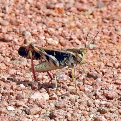 Gastrimargus musicus (Yellow-winged Locust or Grasshopper) at Fyshwick, ACT - 2 Feb 2019 by RodDeb