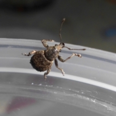 Phlyctinus callosus (Garden weevil) at Campbell, ACT - 2 Feb 2019 by SilkeSma