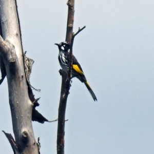 Phylidonyris novaehollandiae at Fyshwick, ACT - 2 Feb 2019