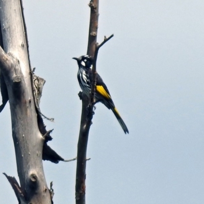 Phylidonyris novaehollandiae (New Holland Honeyeater) at Fyshwick, ACT - 2 Feb 2019 by RodDeb