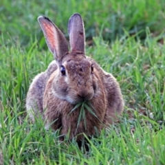 Oryctolagus cuniculus (European Rabbit) at Jerrabomberra Wetlands - 2 Feb 2019 by RodDeb