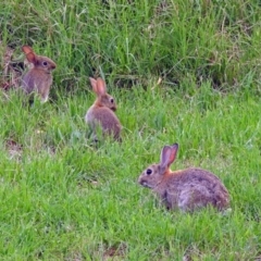 Oryctolagus cuniculus at Fyshwick, ACT - 2 Feb 2019