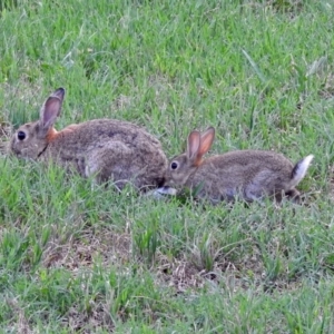 Oryctolagus cuniculus at Fyshwick, ACT - 2 Feb 2019