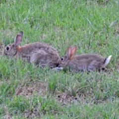 Oryctolagus cuniculus at Fyshwick, ACT - 2 Feb 2019