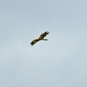 Haliastur sphenurus at Fyshwick, ACT - 2 Feb 2019 04:00 PM