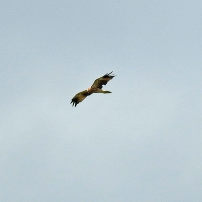 Haliastur sphenurus (Whistling Kite) at Fyshwick, ACT - 2 Feb 2019 by RodDeb