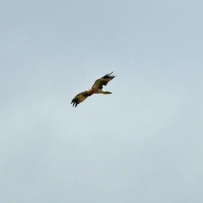 Haliastur sphenurus (Whistling Kite) at Jerrabomberra Wetlands - 2 Feb 2019 by RodDeb