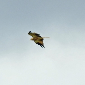 Haliastur sphenurus at Fyshwick, ACT - 2 Feb 2019