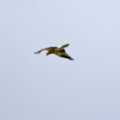 Haliastur sphenurus at Fyshwick, ACT - 2 Feb 2019 04:00 PM